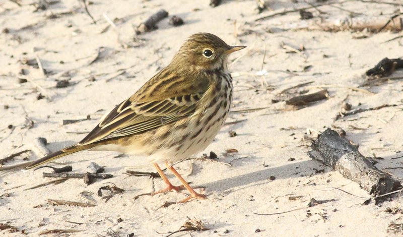 Ľabtuška lúčna (Meadow Pipit) — pohľad zblízka s diagnostickými znakmi: pruhovaná prseň, ružové nohy, nevýrazný supercilium (oproti výraznému bielemu u A. trivialis)