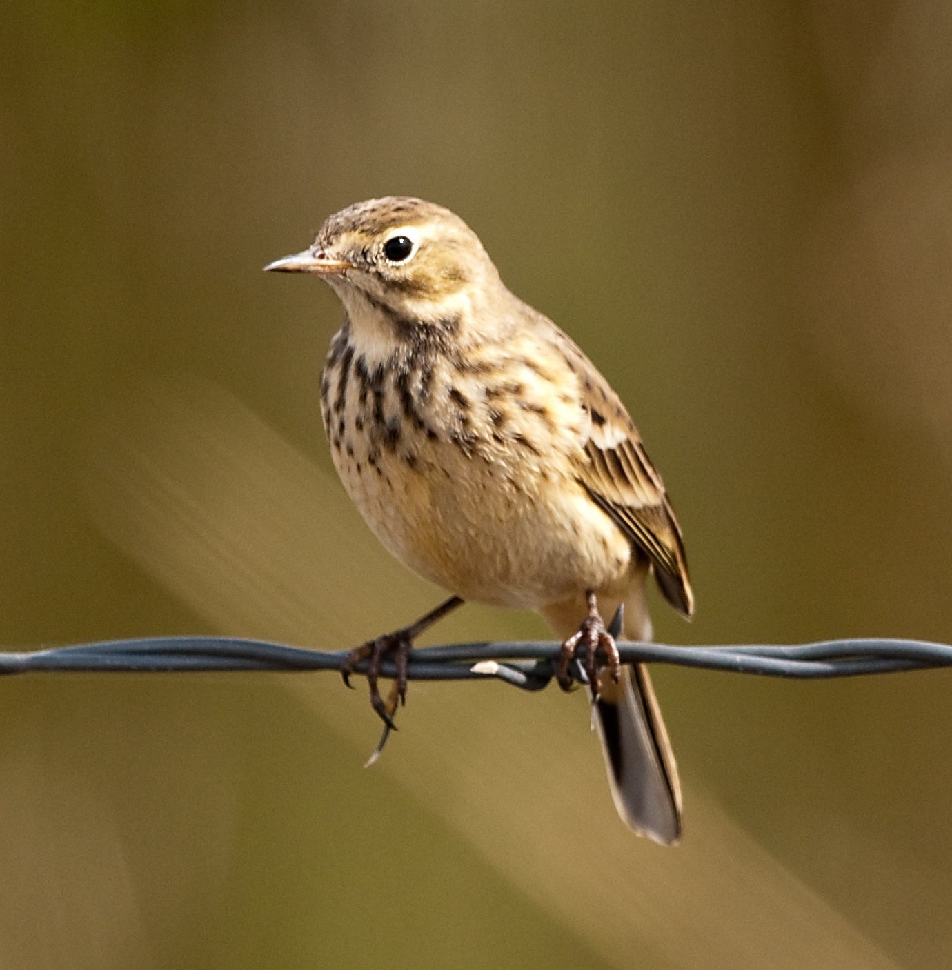 Ľabtuška okrová (Anthus rubescens)