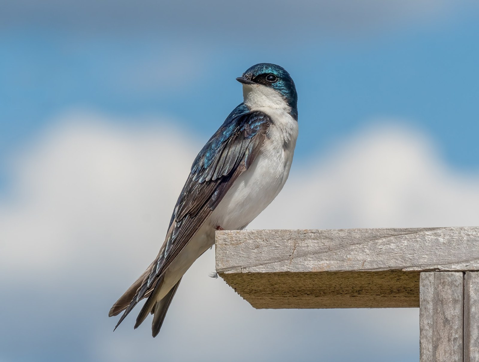 Lastovička dvojfarebná (Tachycineta bicolor)