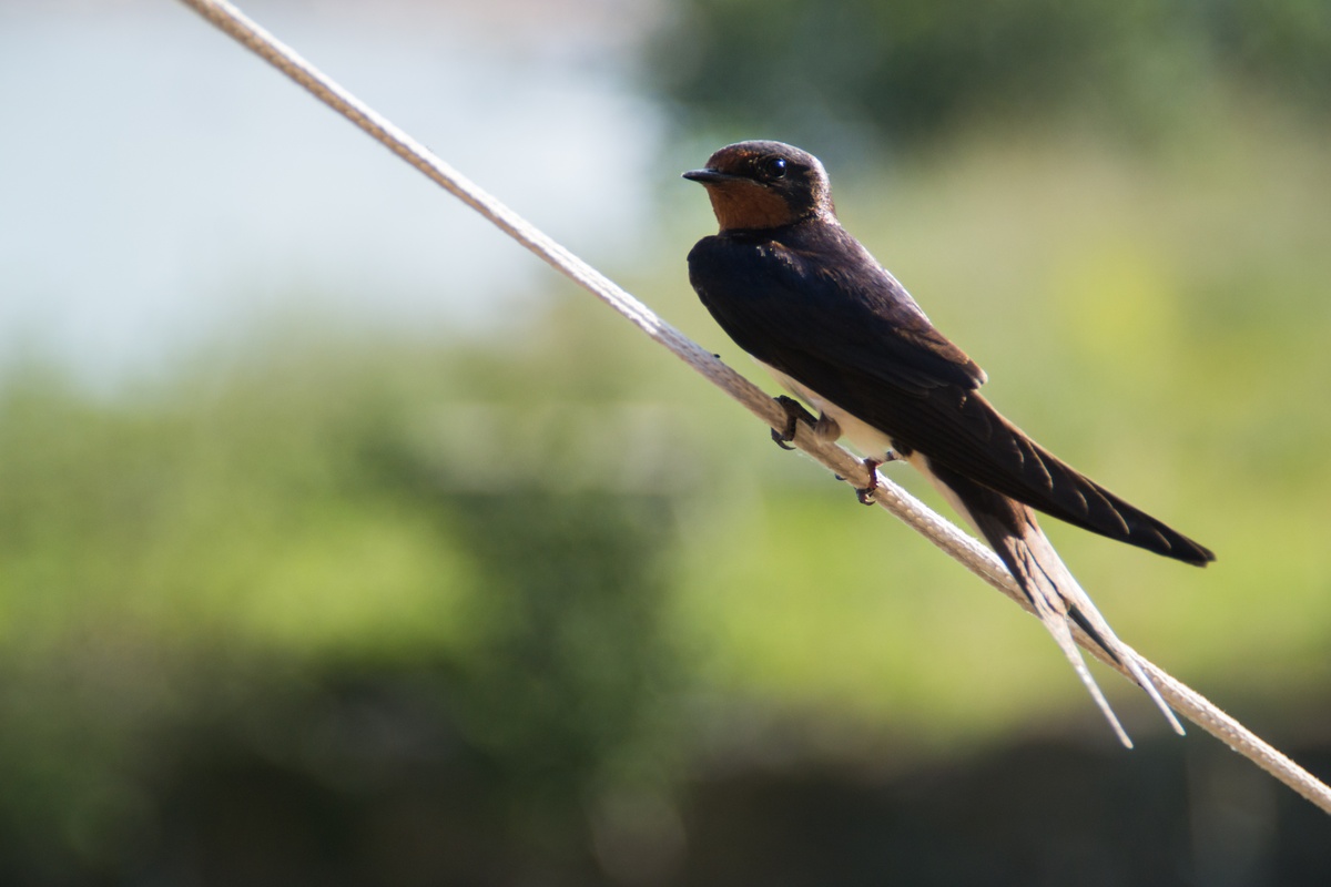 Lastovička obyčajná — Hirundo rustica, dospelý jedinec s tehlovohrdzavým hrdlom, modročiernym chrbtom s kovovým leskom a dlhým vidlicovitým chvostom s ihlovo predĺženými krajnými perami (streamers)