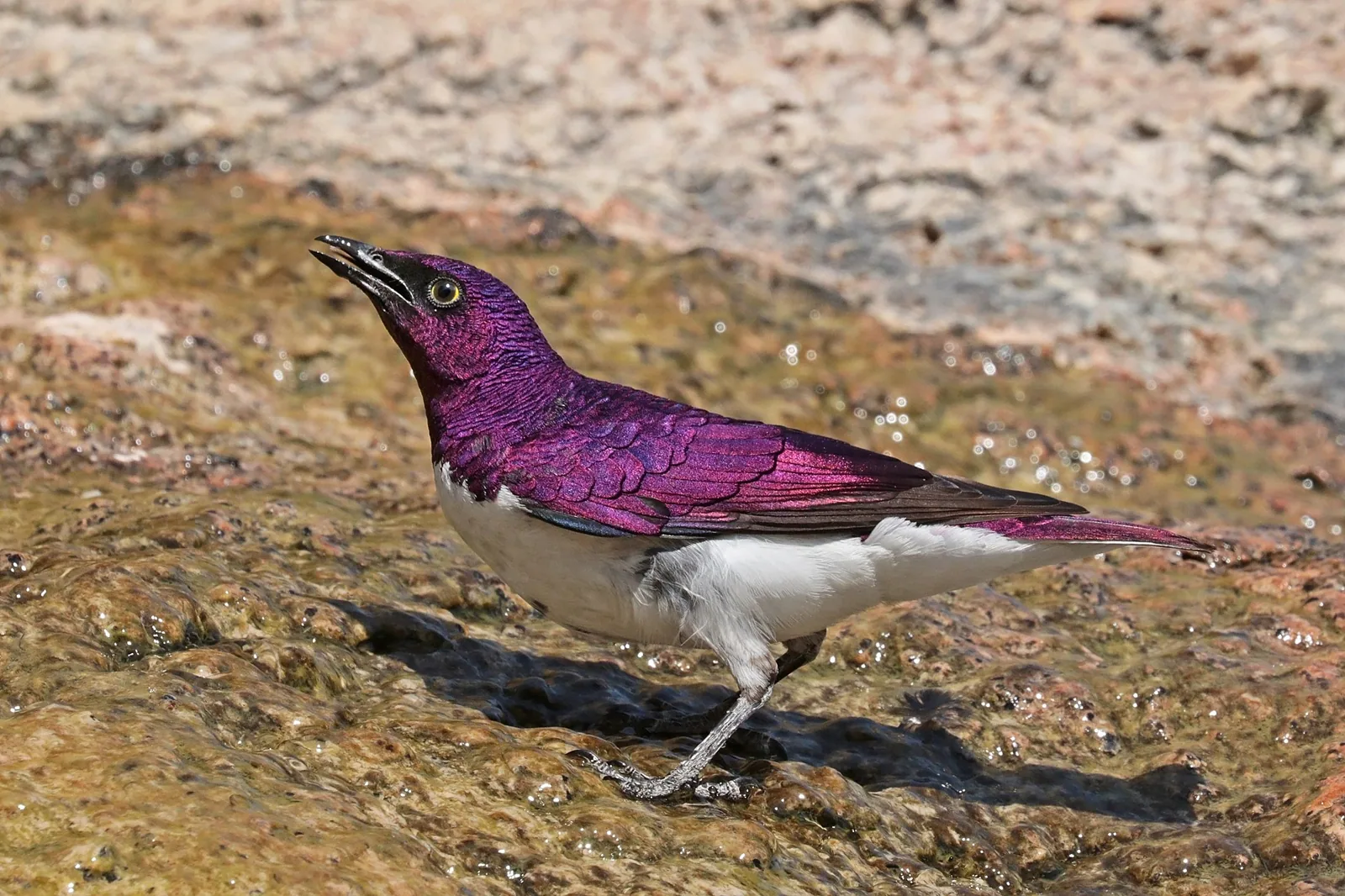 Liskavec ametystový (Cinnyricinclus leucogaster)
