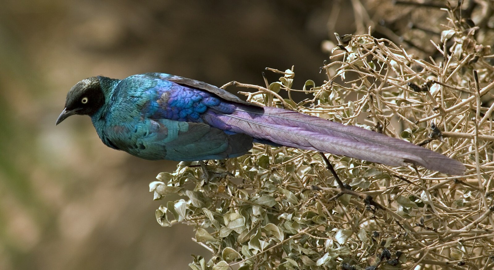 Liskavec dlhochvostý (Lamprotornis caudatus)