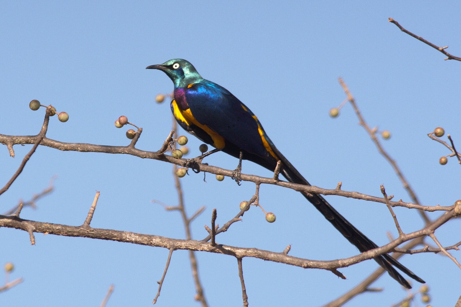 Liskavec kráľovský (Lamprotornis regius)