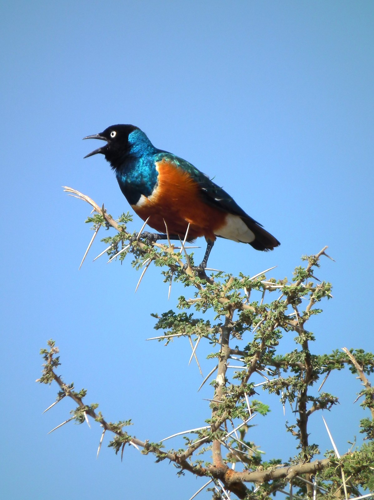 Liskavec nádherný (Lamprotornis superbus)
