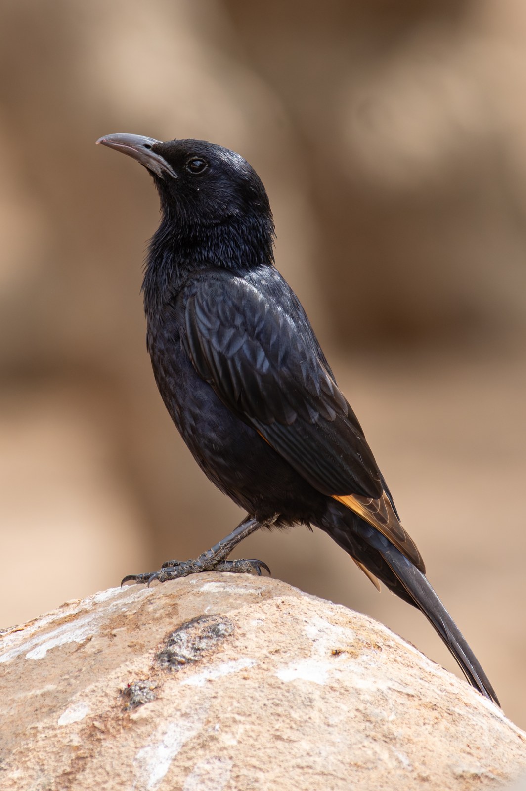 Liskavec roklinový (Onychognathus tristramii)