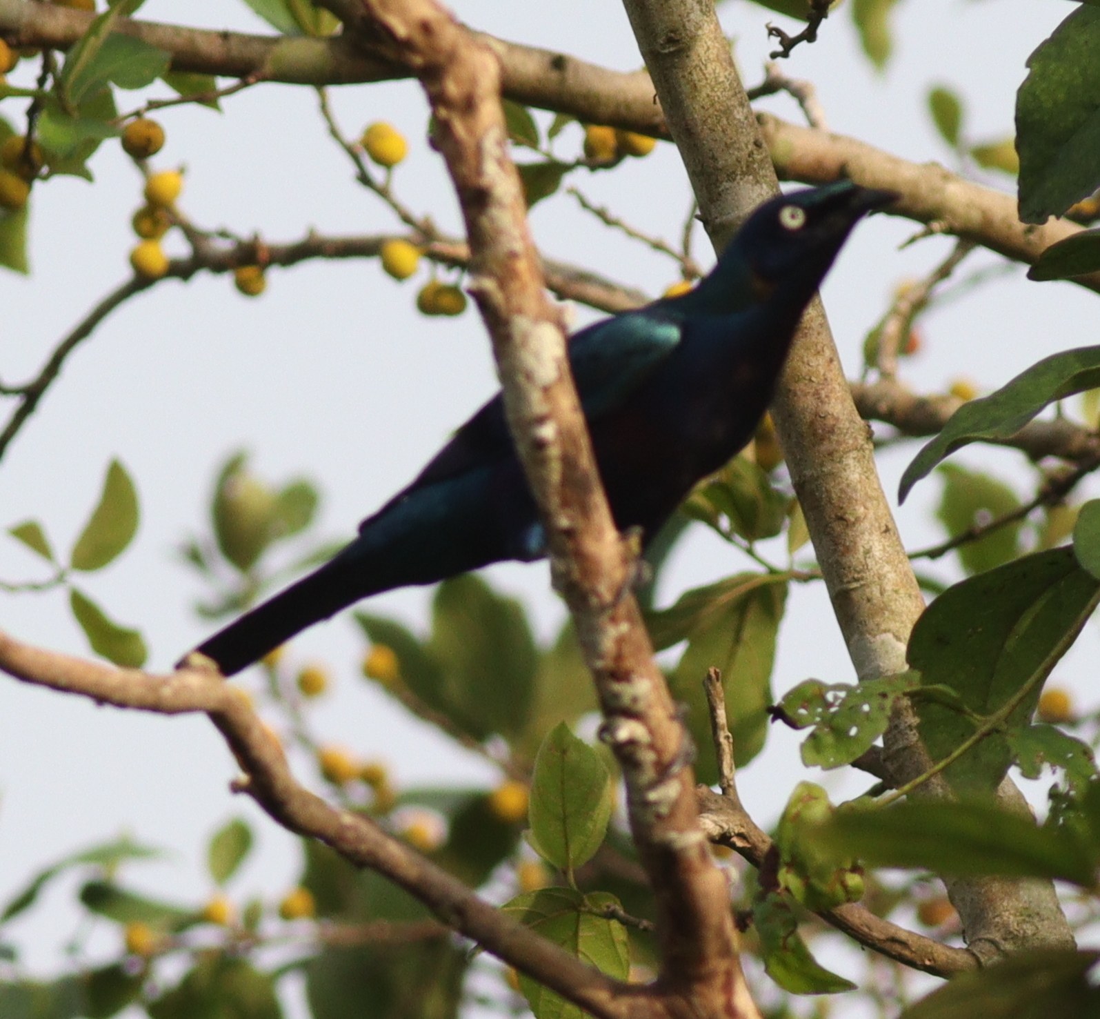 Liskavec skvostný (Lamprotornis splendidus)
