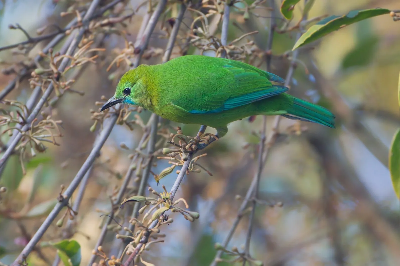 Listárik modrokrídly (Chloropsis cochinchinensis)