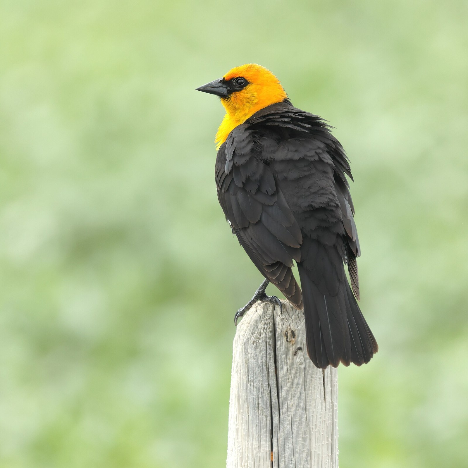Lúčnik žltohlavý (Xanthocephalus xanthocephalus)