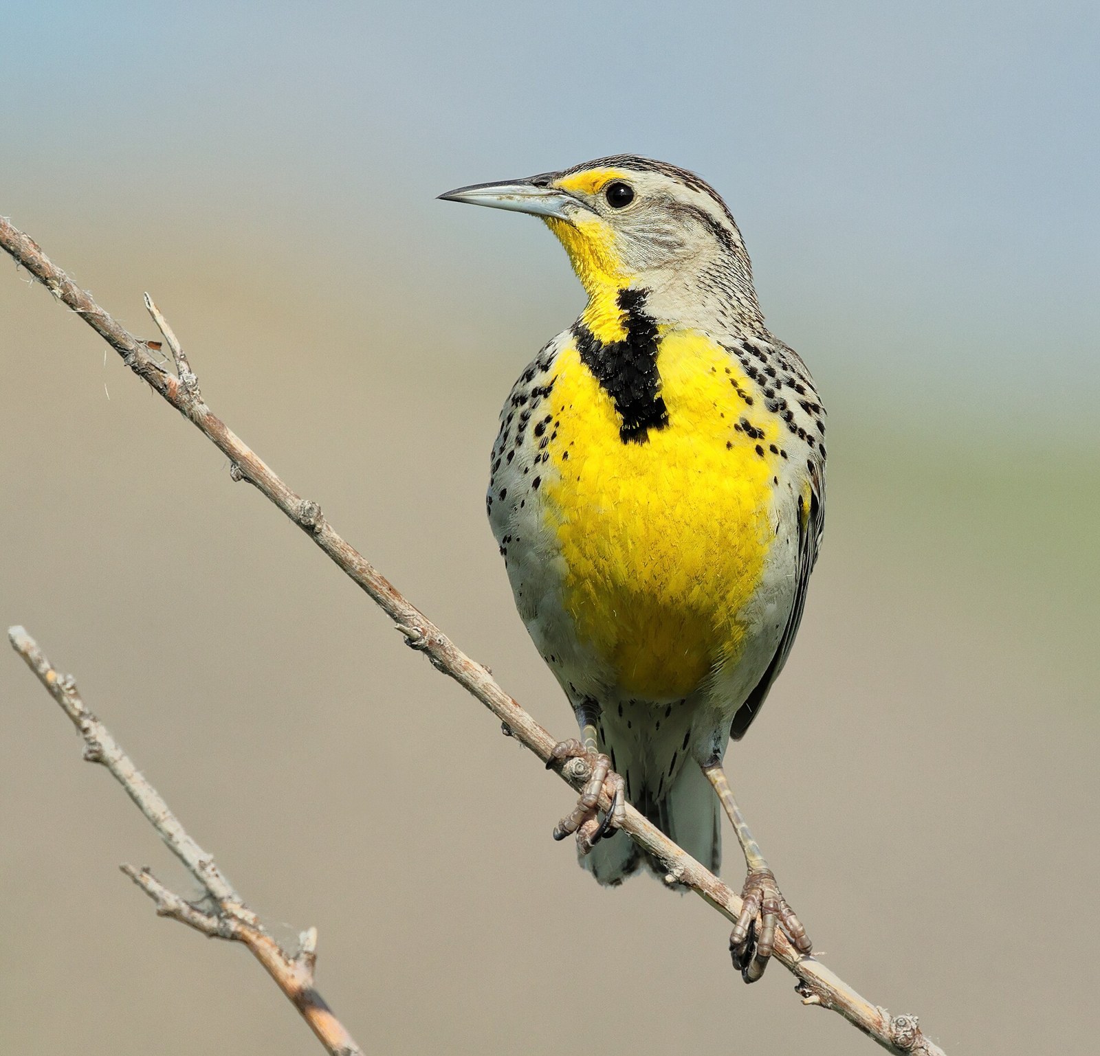 Lúčnik žltohrdlý (Sturnella neglecta)