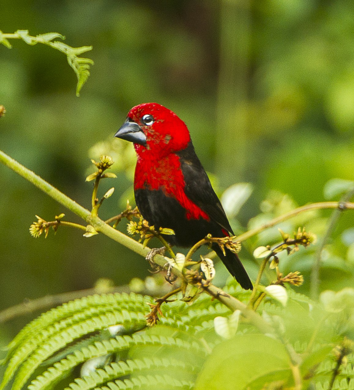 Luskáčik čiernobruchý (Pyrenestes ostrinus)
