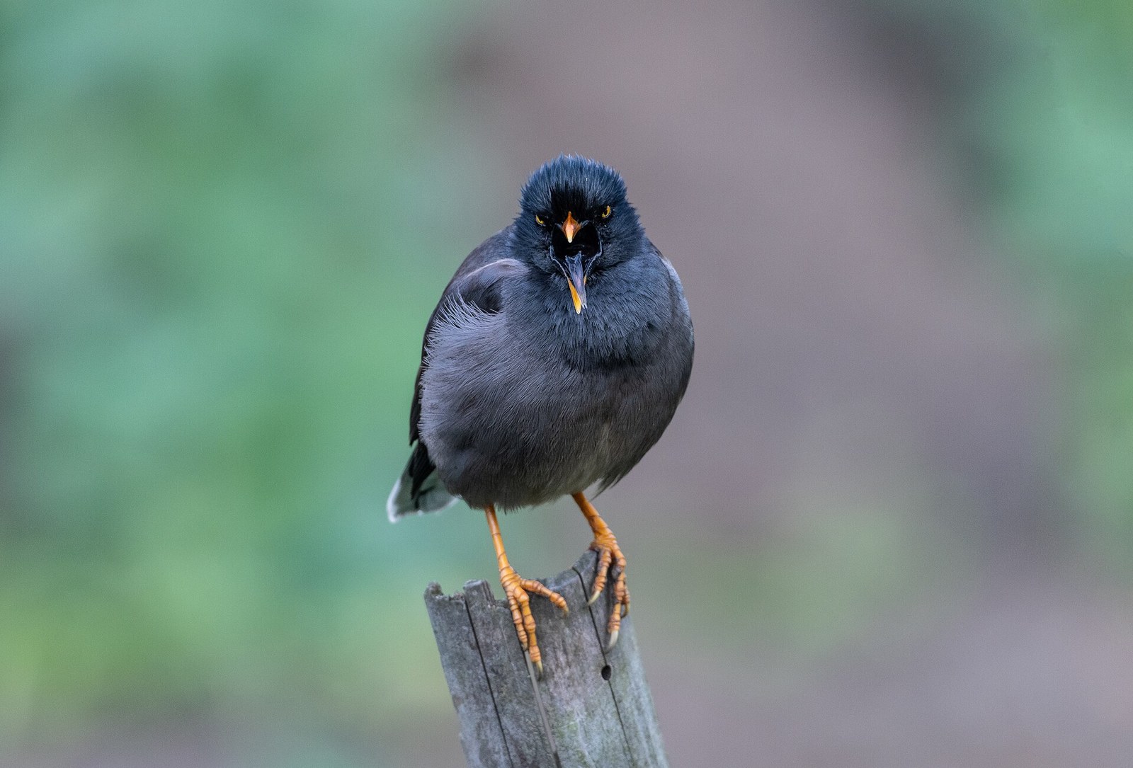 Majna džungľová (Acridotheres fuscus)