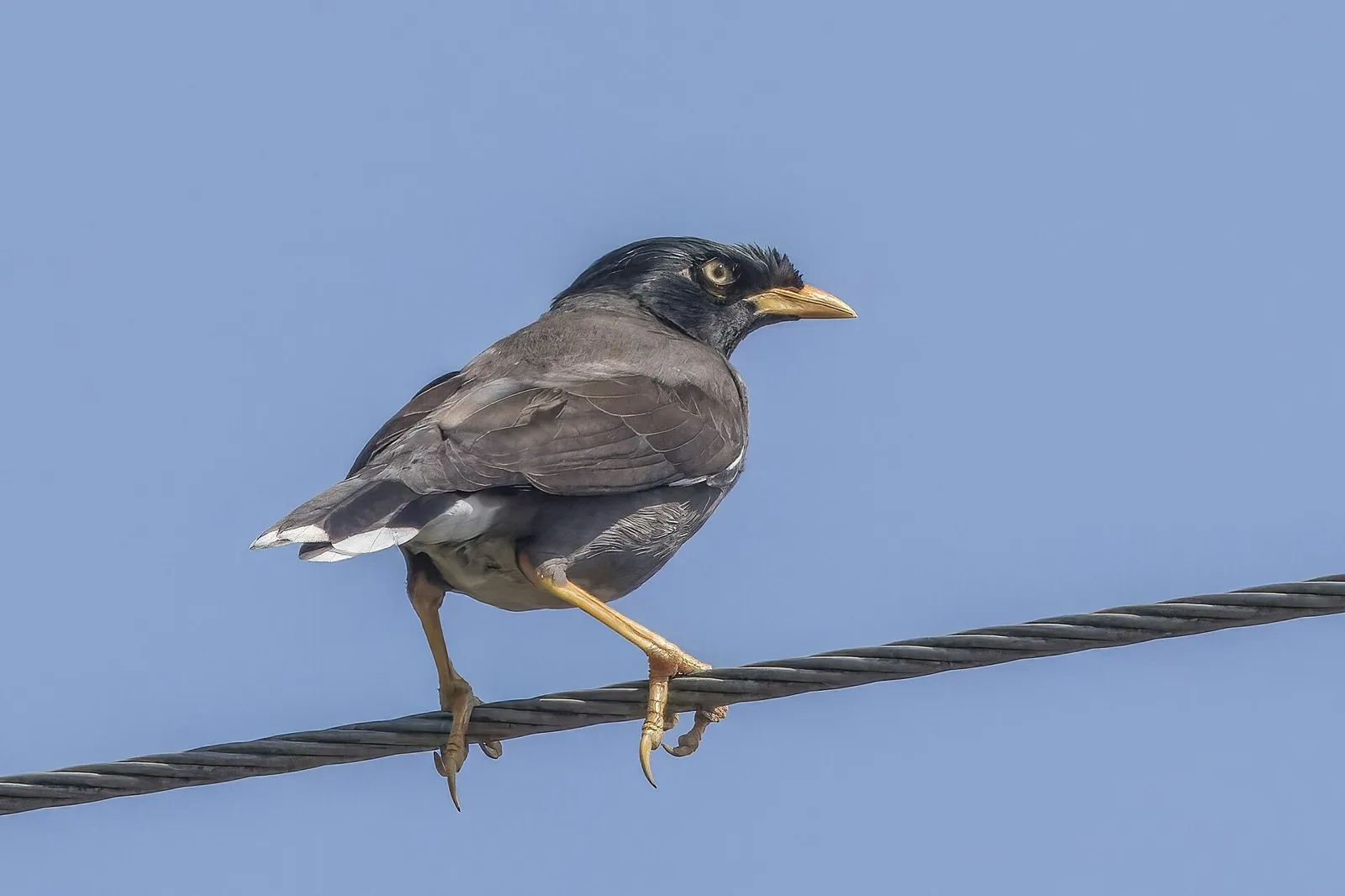 Majna jávska (Acridotheres javanicus)