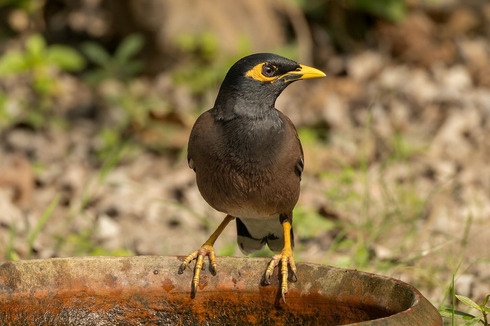 Majna obyčajná (Acridotheres tristis)