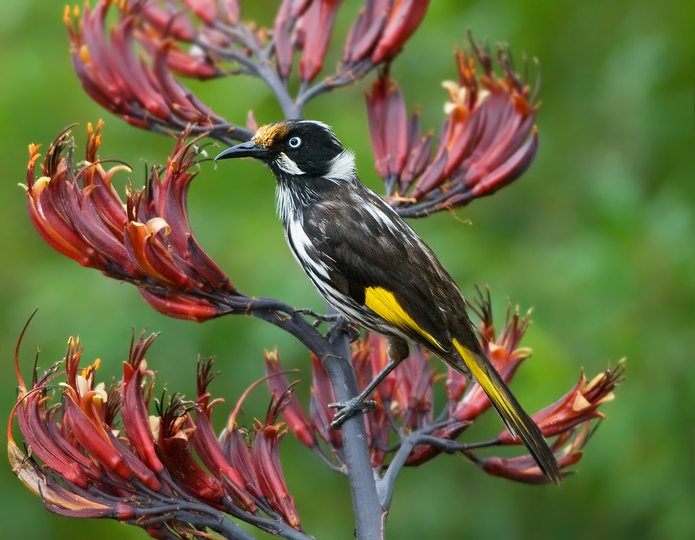 Medárik bielooký (Phylidonyris novaehollandiae)