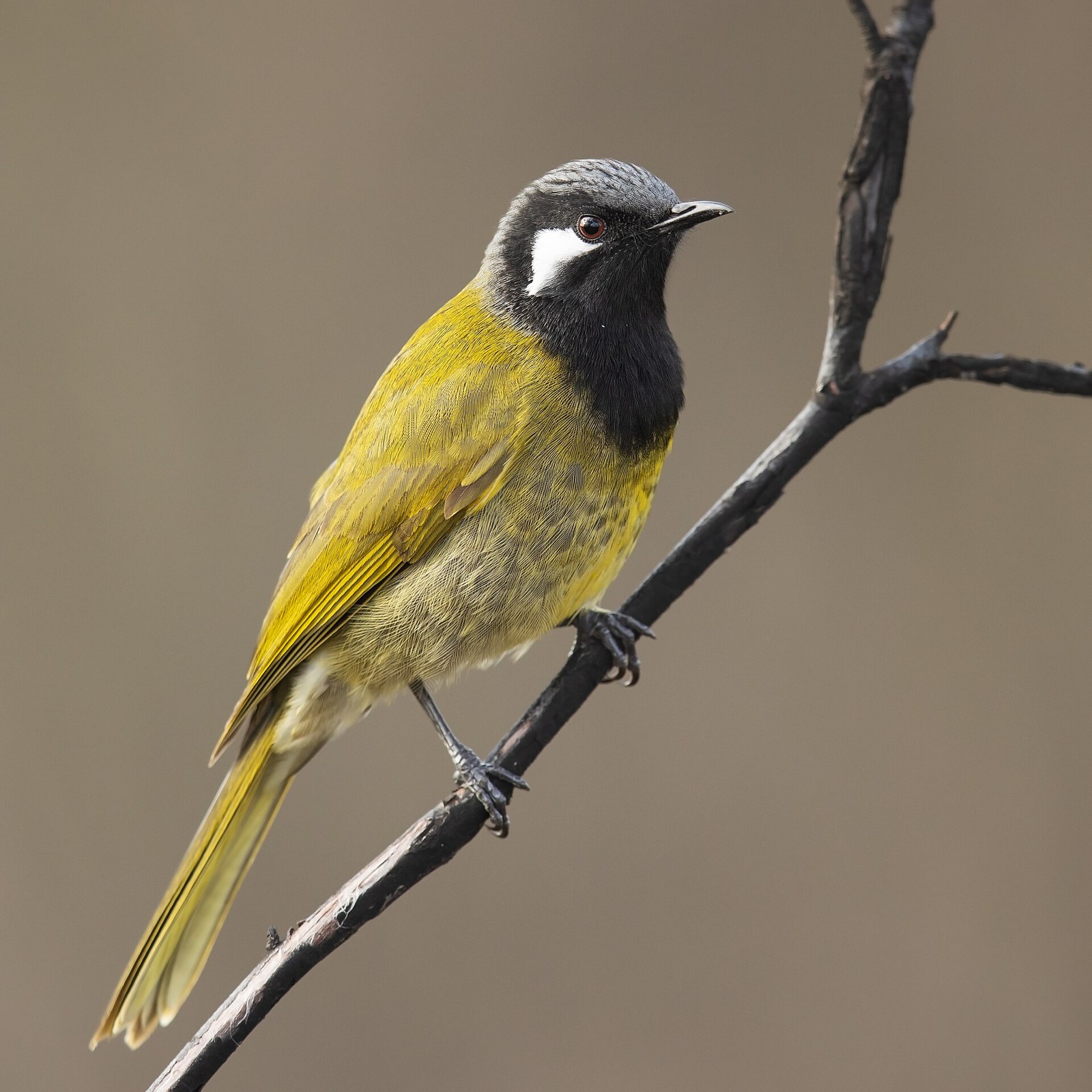 Medárik bielosluchý (Nesoptilotis leucotis)