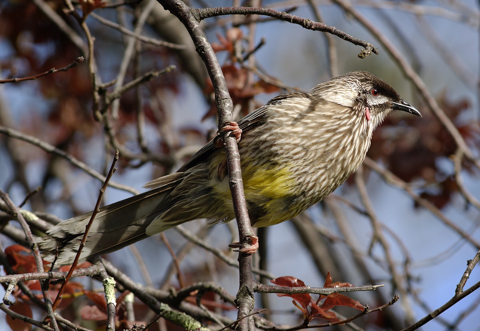 Medárik bradavičnatý (Anthochaera carunculata)