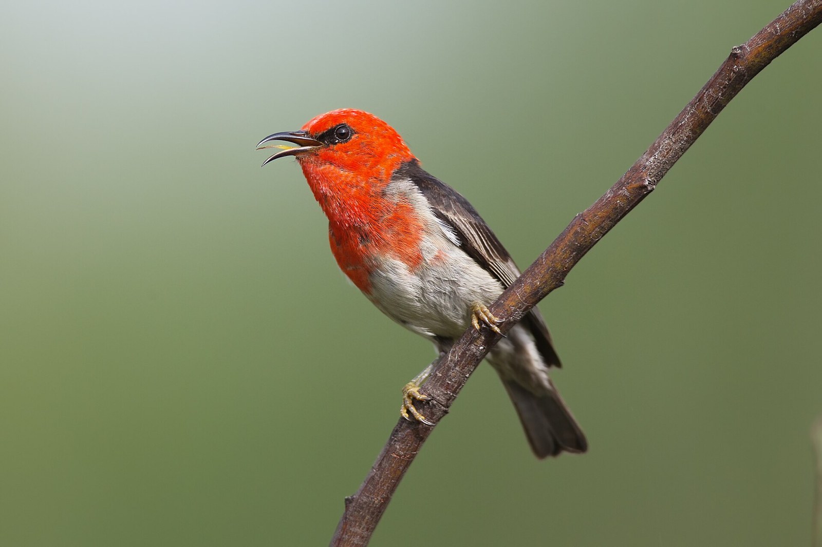 Medárik šarlátový (Myzomela sanguinolenta)