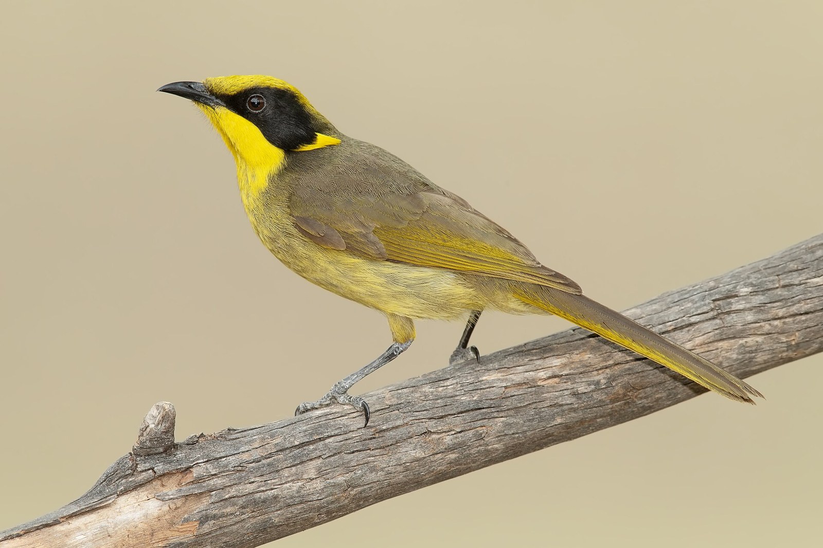 Medárik škraboškový (Lichenostomus melanops)