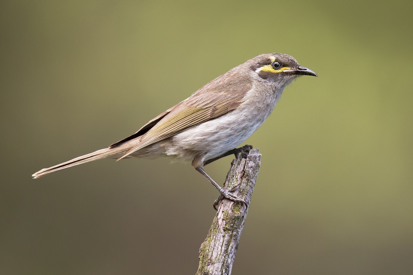 Medárik topásový (Caligavis chrysops)