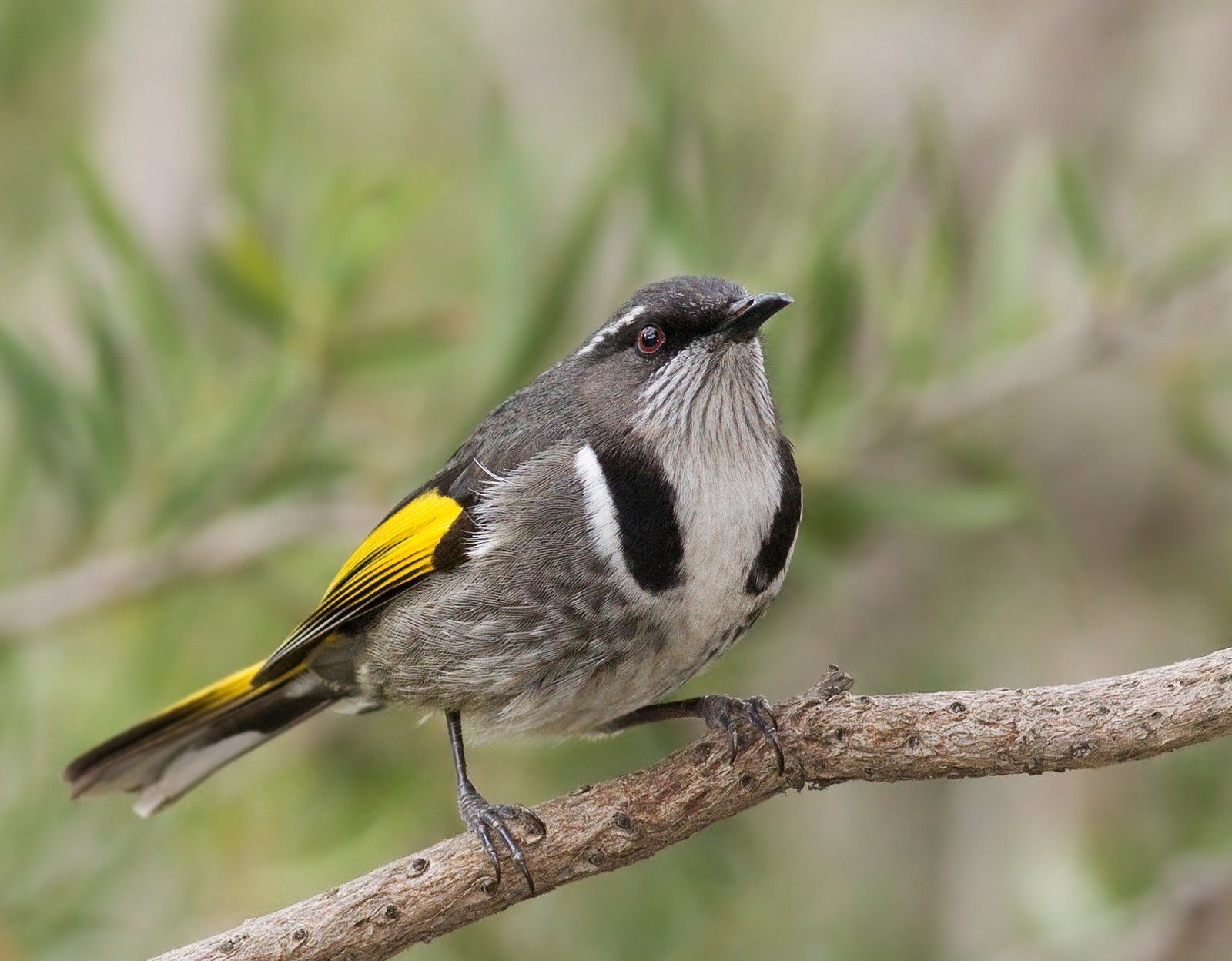 Medárik zlatokrídly (Phylidonyris pyrrhopterus)