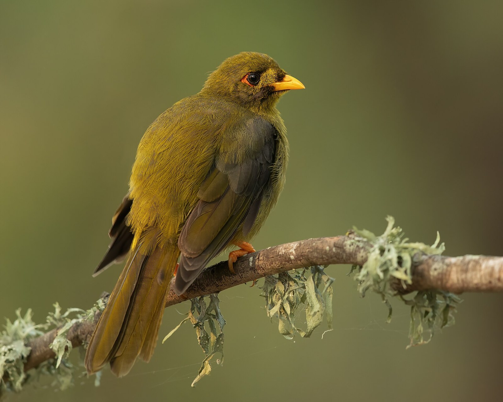 Medárik zvonivý (Manorina melanophrys)