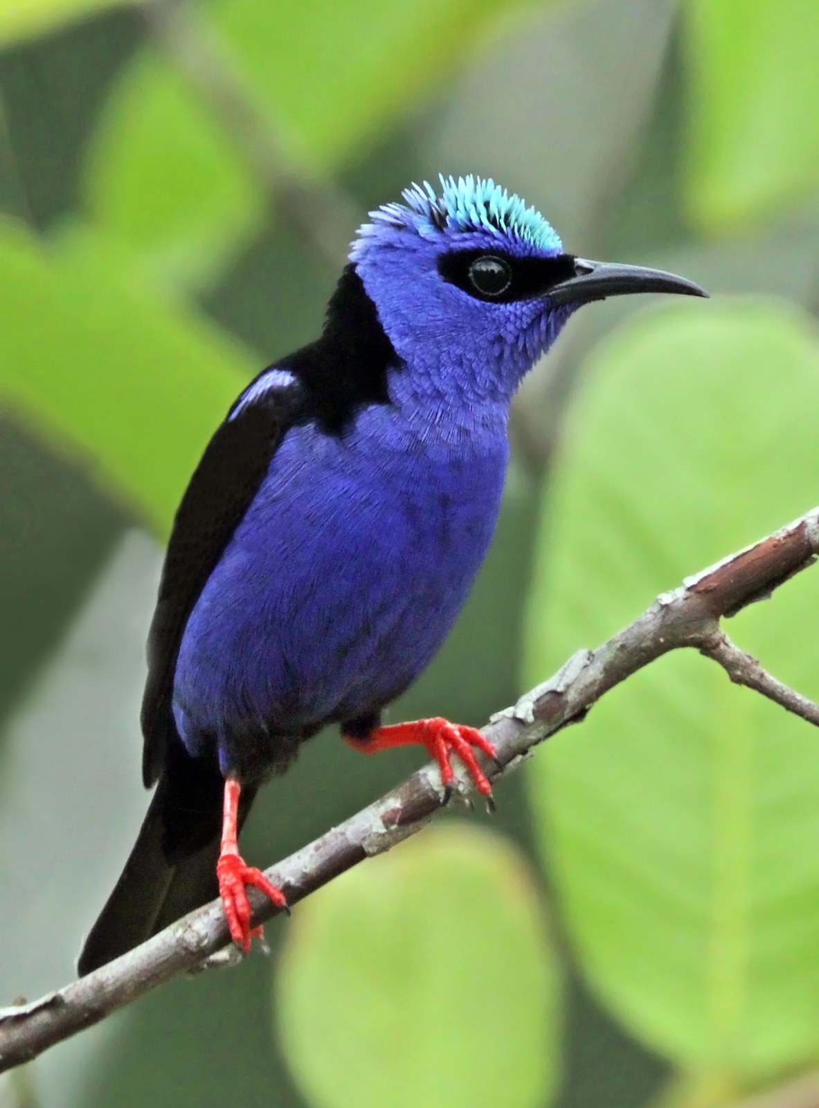 Medosavka tyrkysová (Cyanerpes cyaneus)