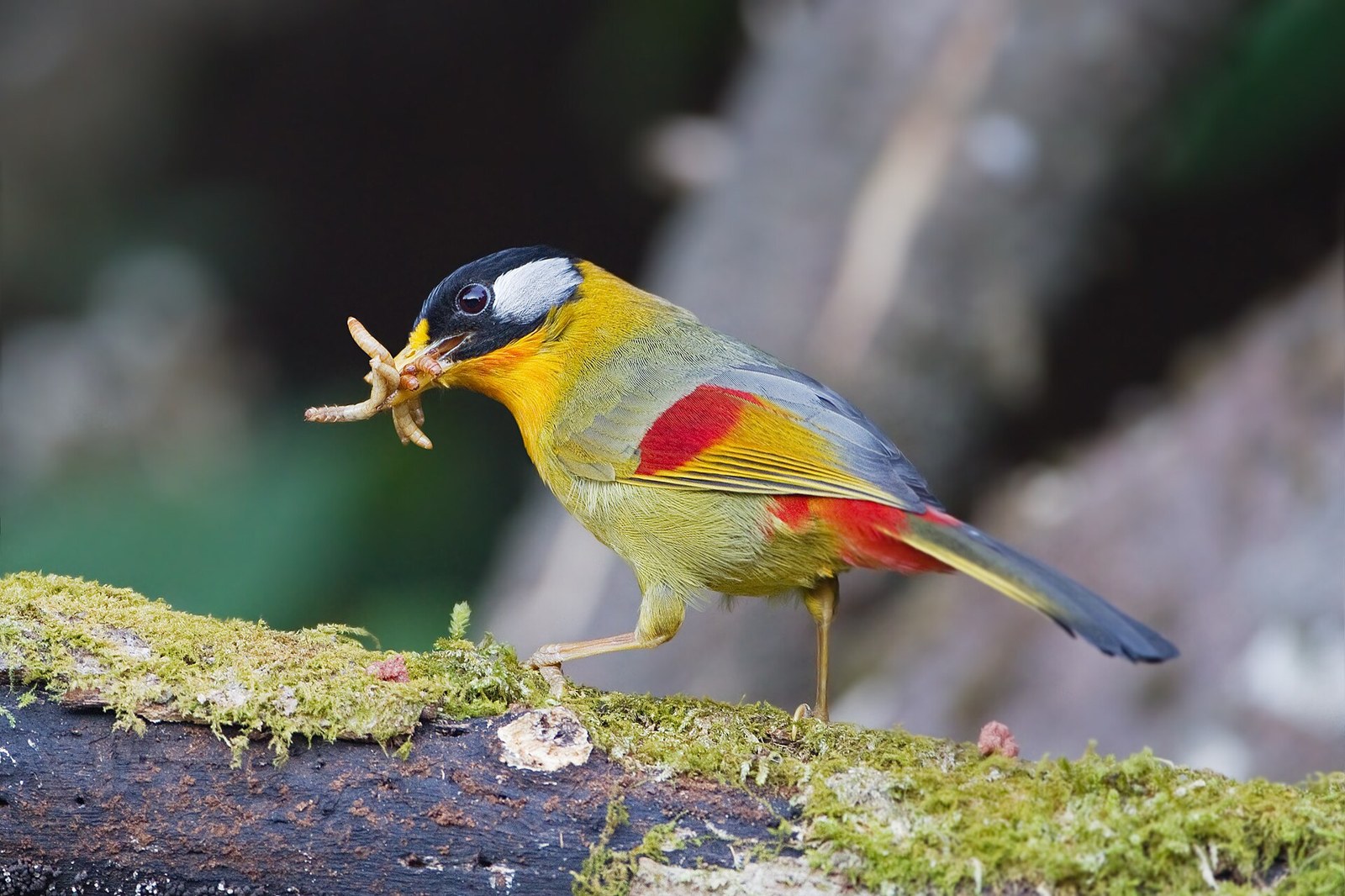Mesia striebrolíca (Leiothrix argentauris)