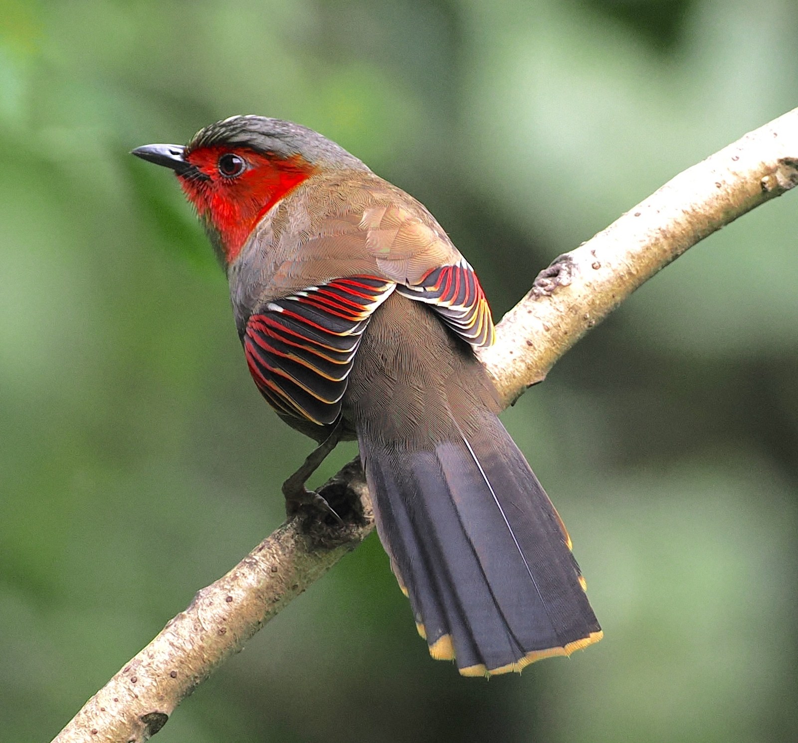 Minla ohnivolíca (Liocichla ripponi)