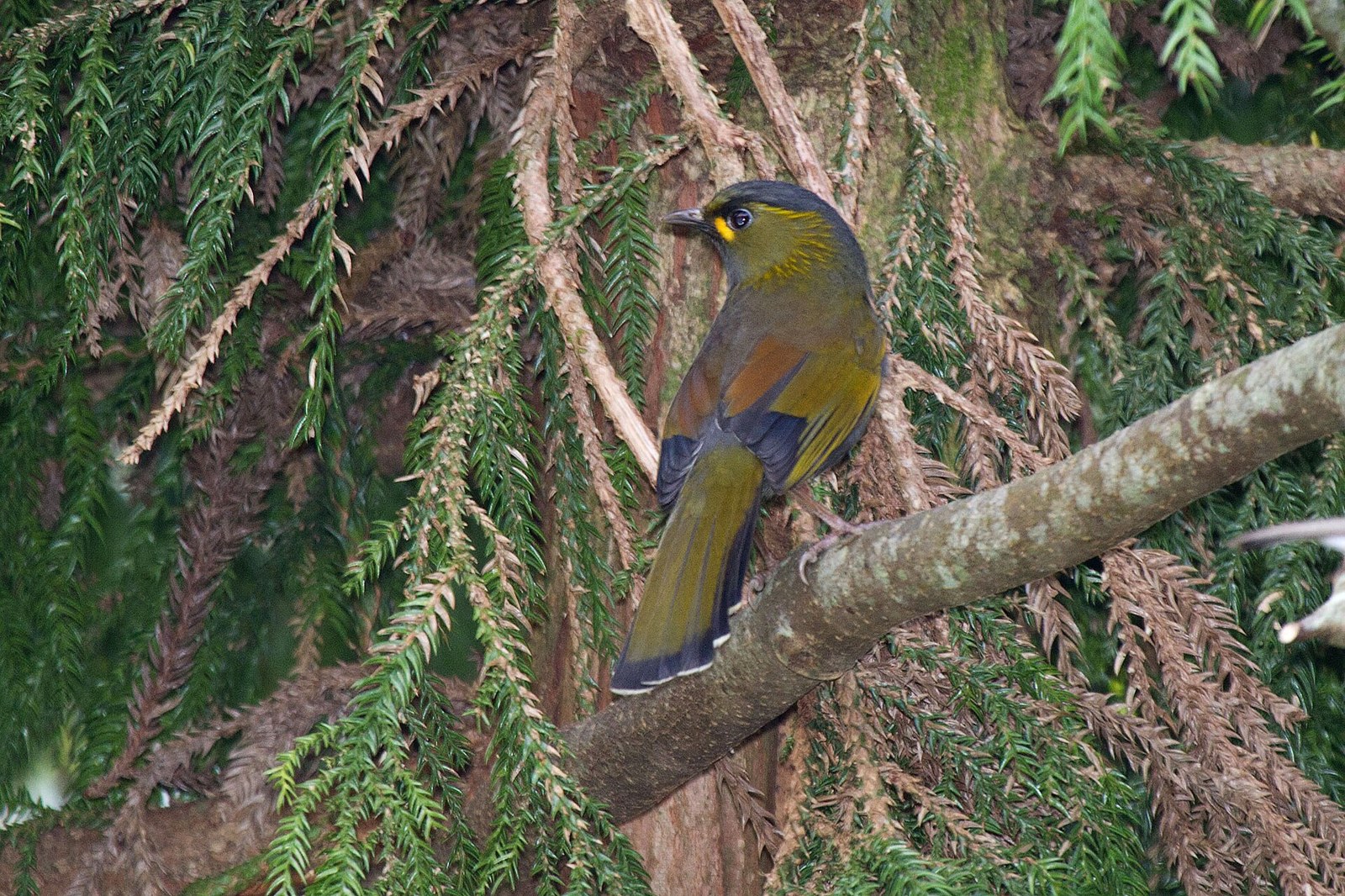 Minla olivová (Liocichla steerii)