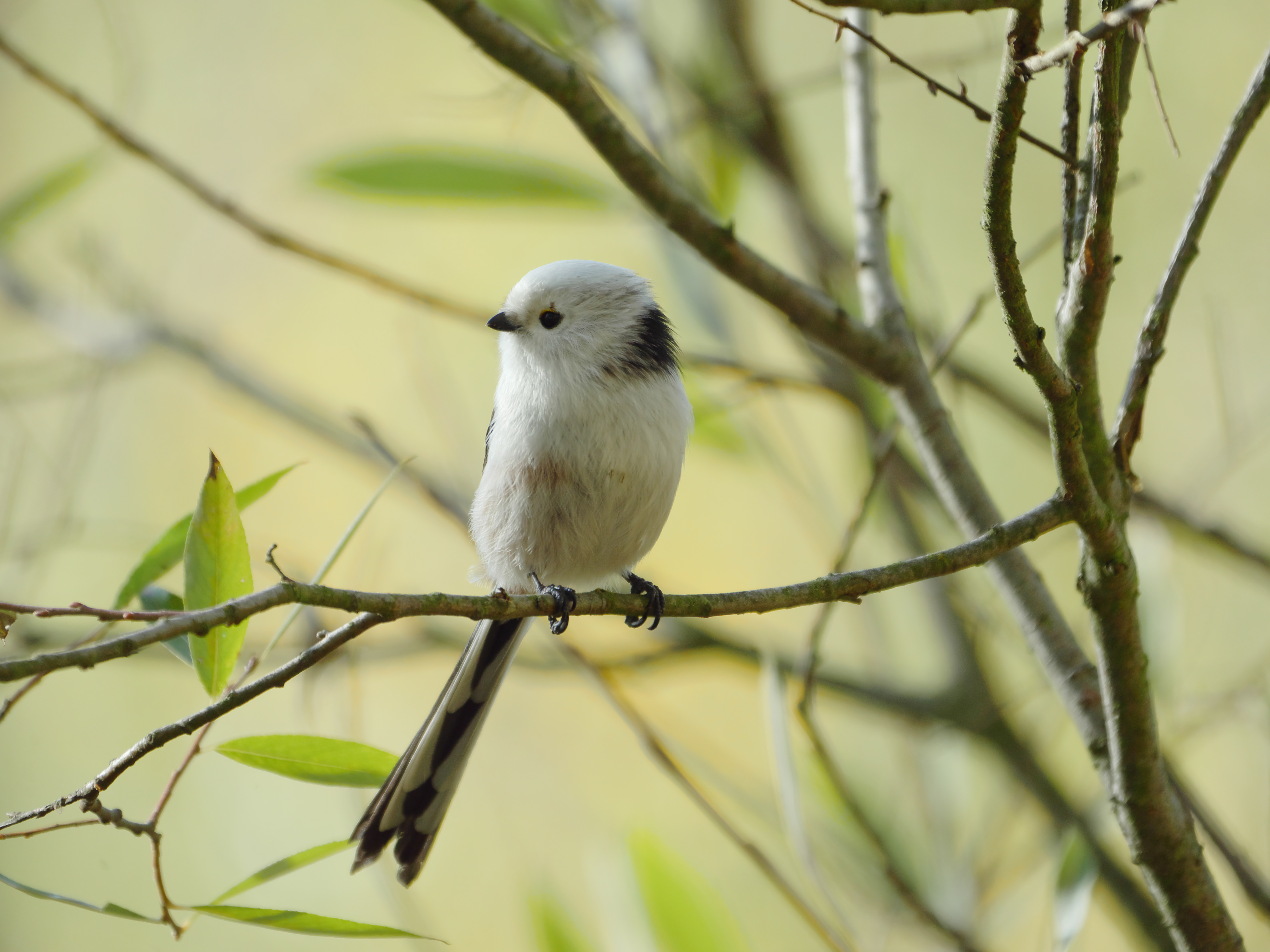 Mlynárka dlhochvostá poddruh europaeus — Parks Range Berlin-Lichterfelde Nemecko, ukážka stredoeurópskej populácie s čiernymi nadočnicami, foto Membeth október 2018 CC0 1.0 Universal Public Domain (Schwanzmeise)