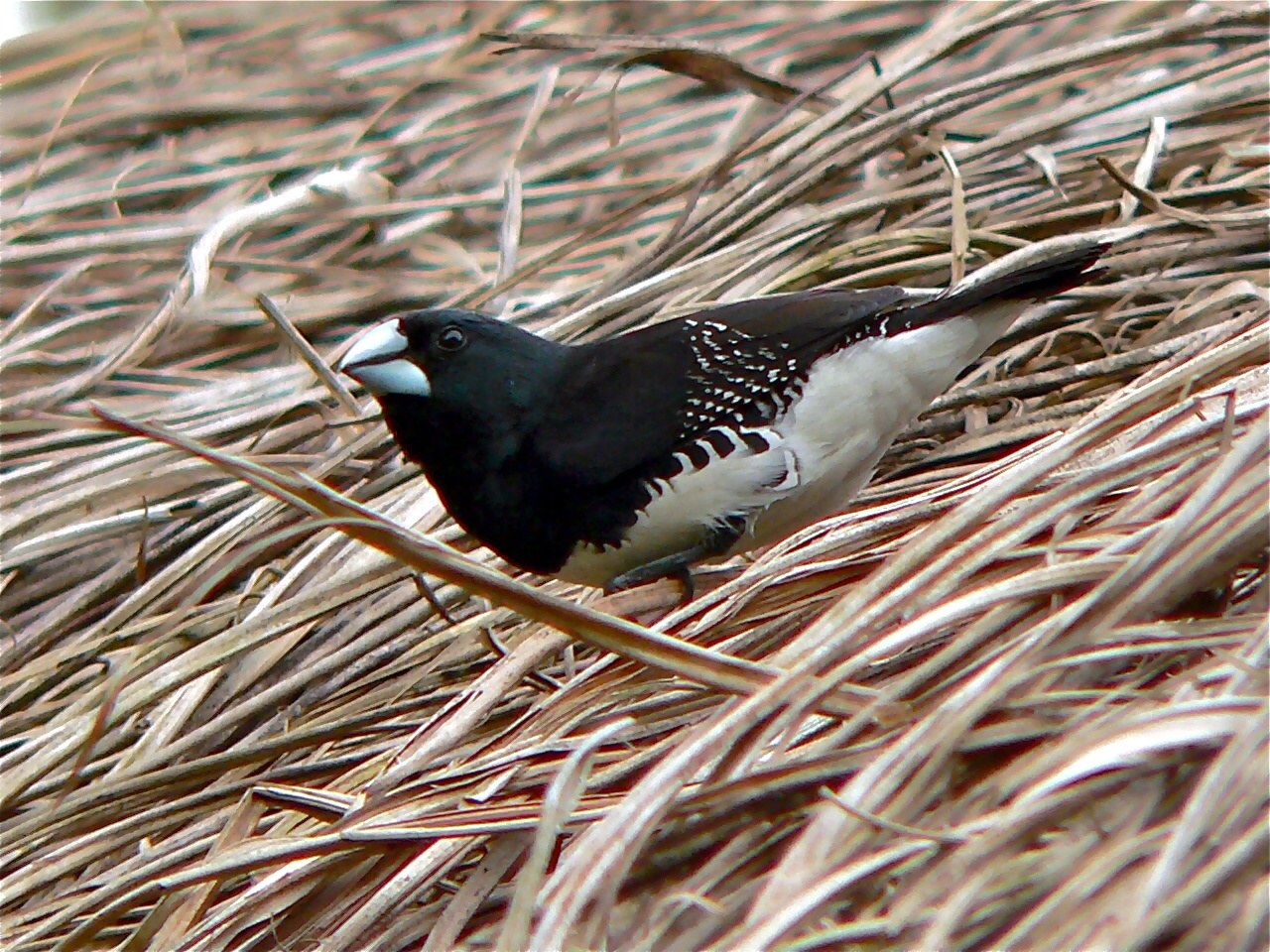 Mníška dvojfarebná (Spermestes bicolor)