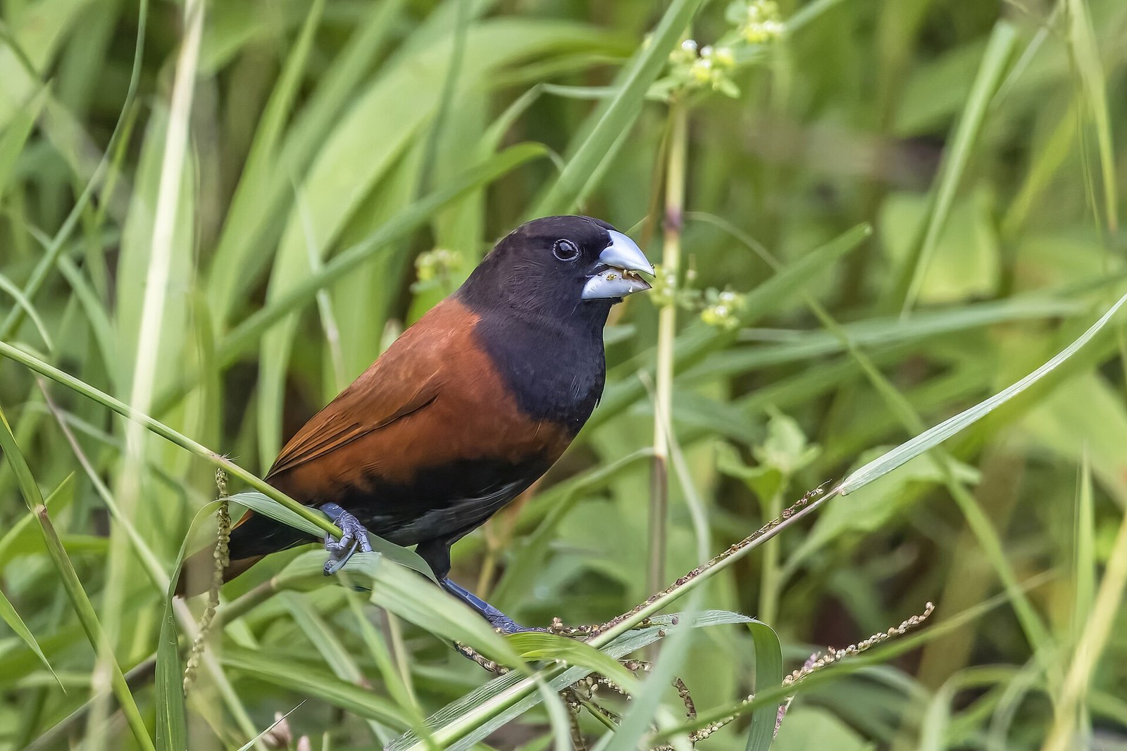 Mníška gaštanová (Lonchura atricapilla)