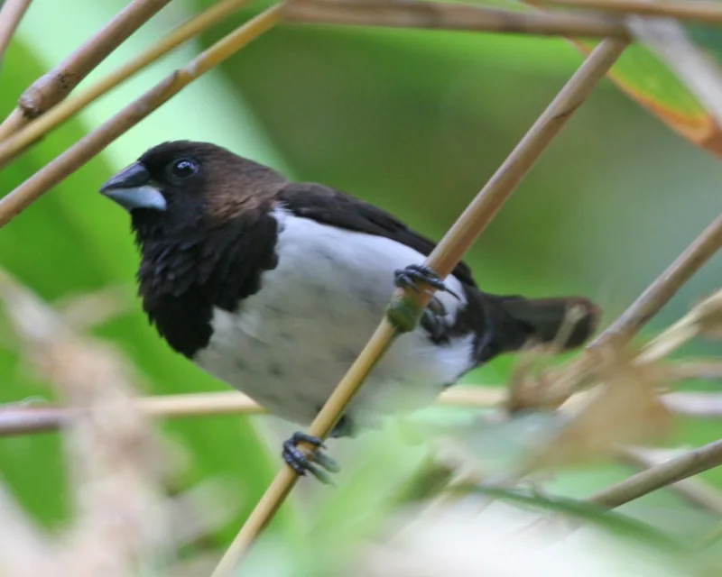 Mníška hnedochrbtá (Lonchura leucogastroides)