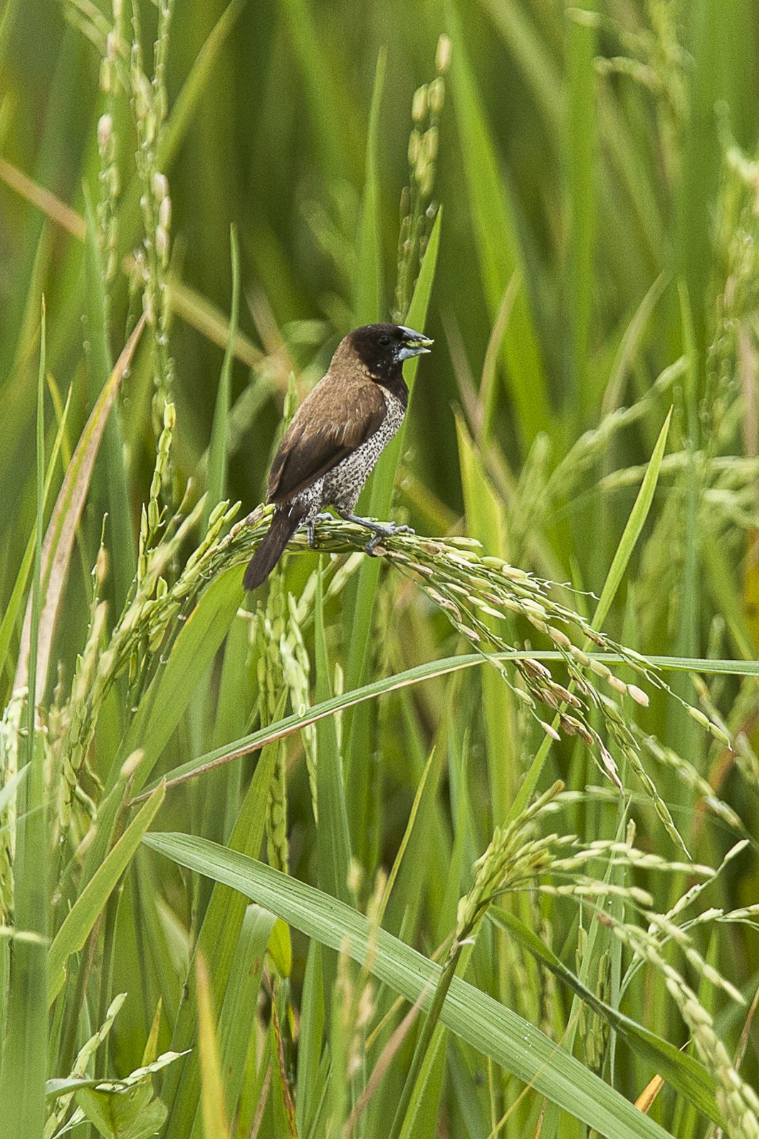 Mníška molucká (Lonchura molucca)