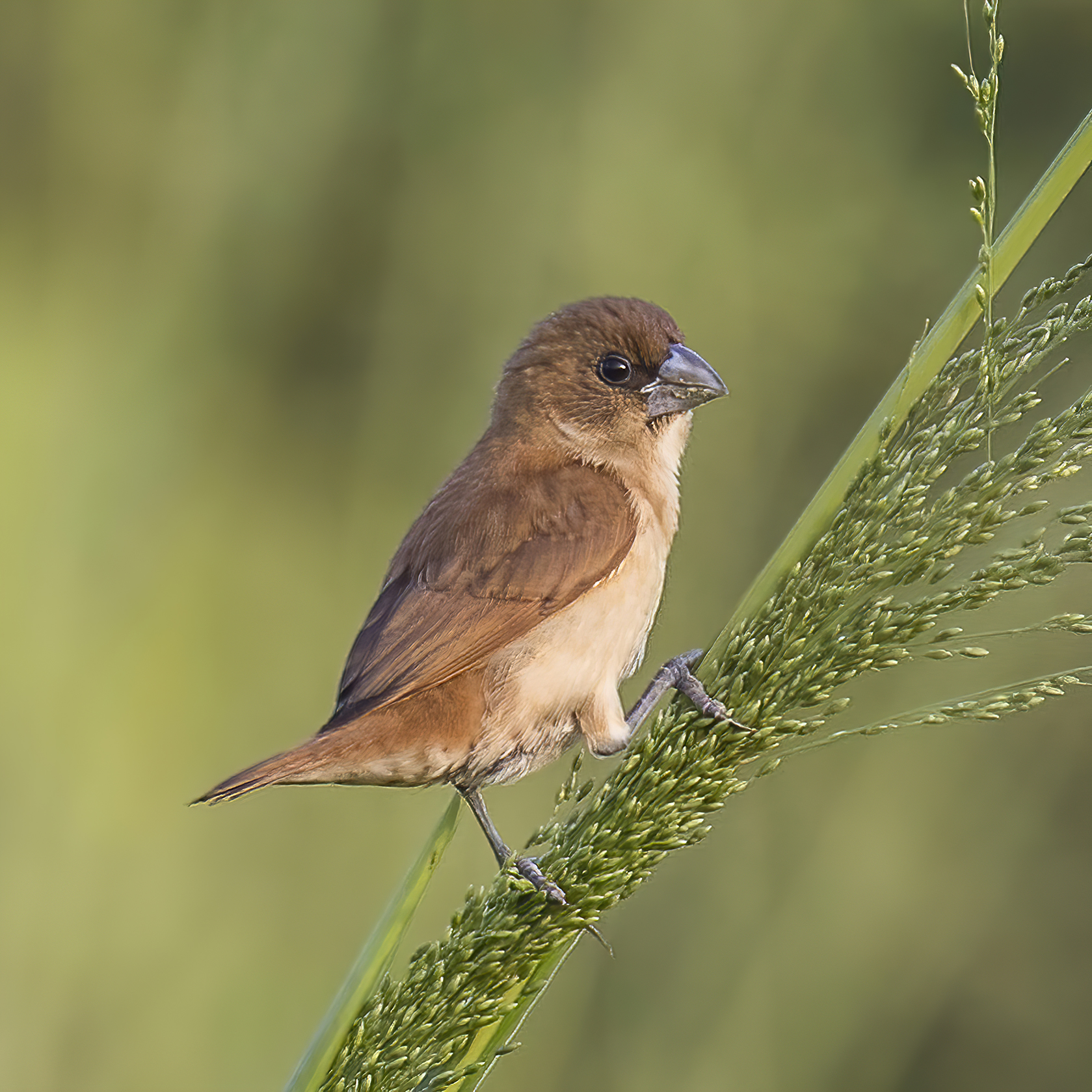 Juvenilný mníšok strakatý (Lonchura punctulata punctulata) — mladý jedinec bez charakteristického šupinatého vzoru, Srí Lanka