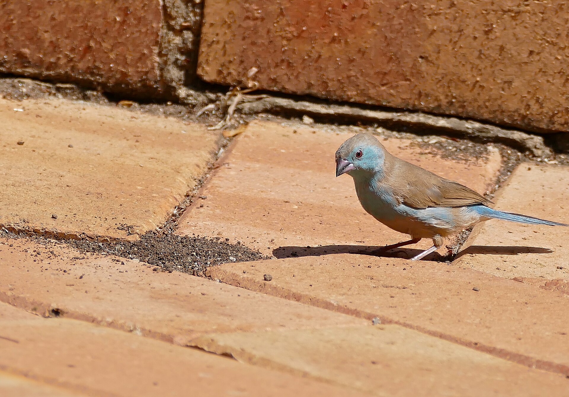 Modracik anglicky — samec sediaci na konare, Ithala Game Reserve, KwaZulu-Natal, Juzna Afrika