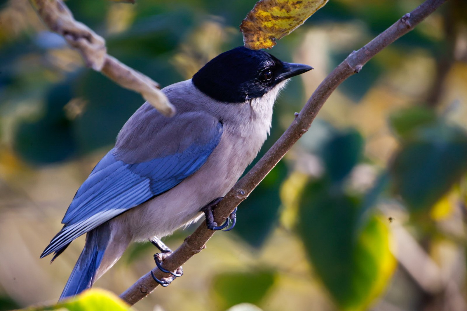 Modraňa družná (Cyanopica cyanus)