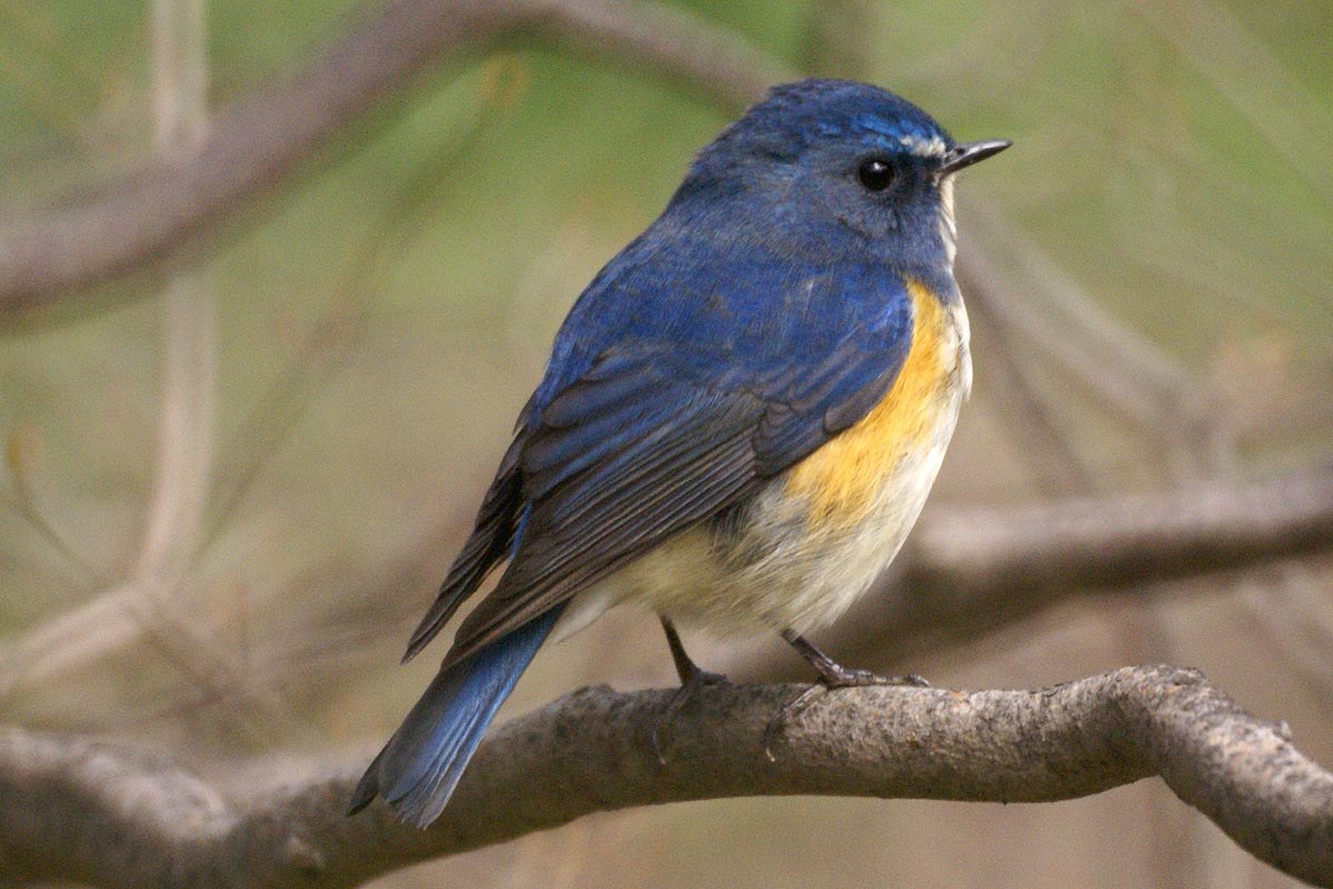 Modravec červenoboký (Tarsiger cyanurus)