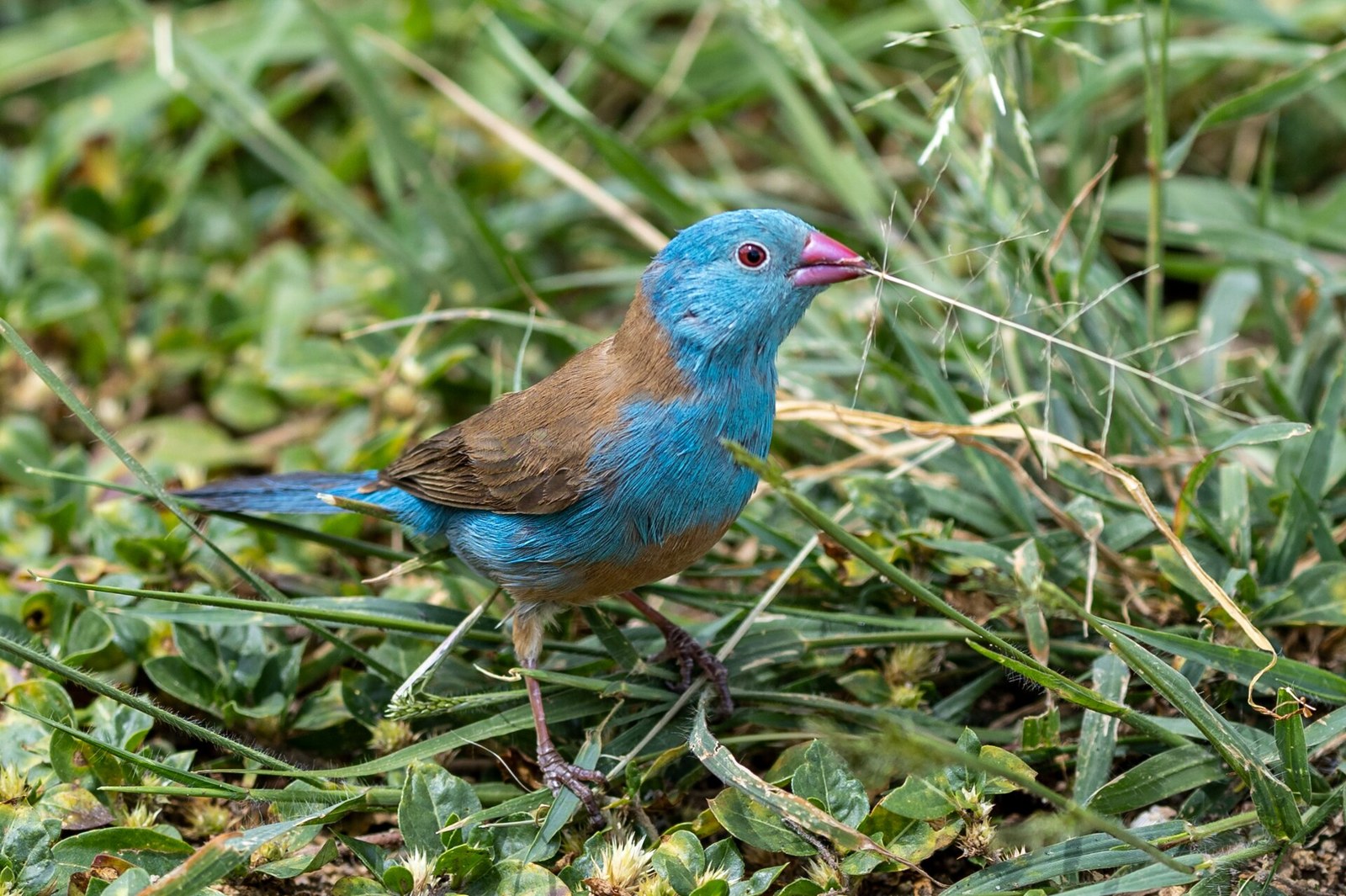 Motýlik modrohlavý (Uraeginthus cyanocephalus)