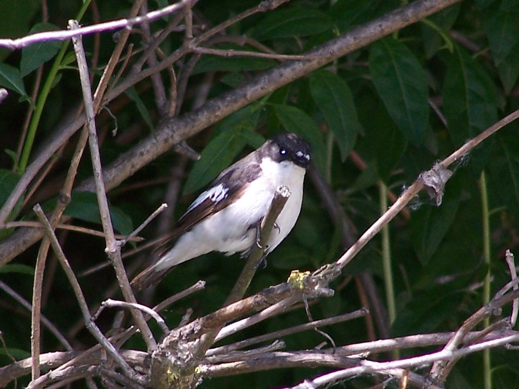 Muchárik čiernohlavý — juvenile (mladý jedinec) v cryptic „spotted juvenile" plumáži s tmavými škvrnkami, charakteristický pre čeľaď Muscicapidae