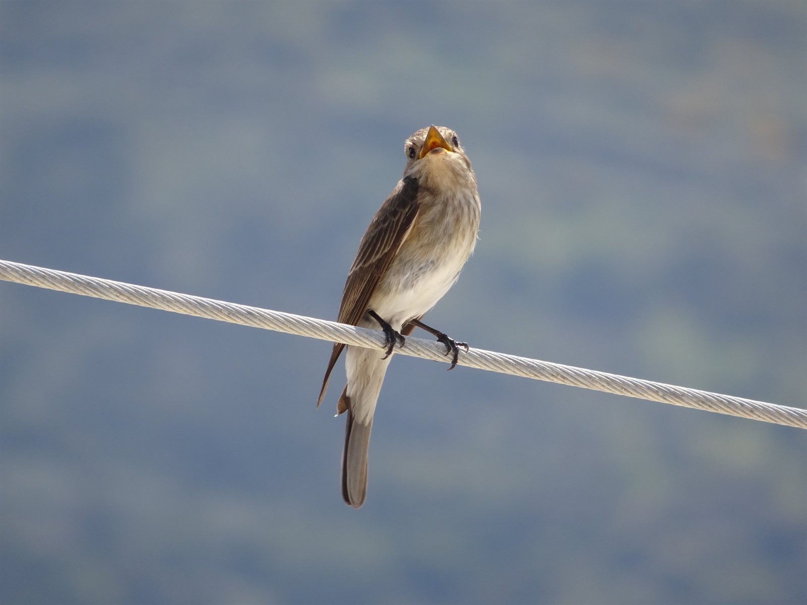 Muchár sivý (Spotted Flycatcher) — dospelý jedinec na lovnej pozícii v starej záhrade pri kostole, typický biotop okrajov lesa a parkov, foto Európa