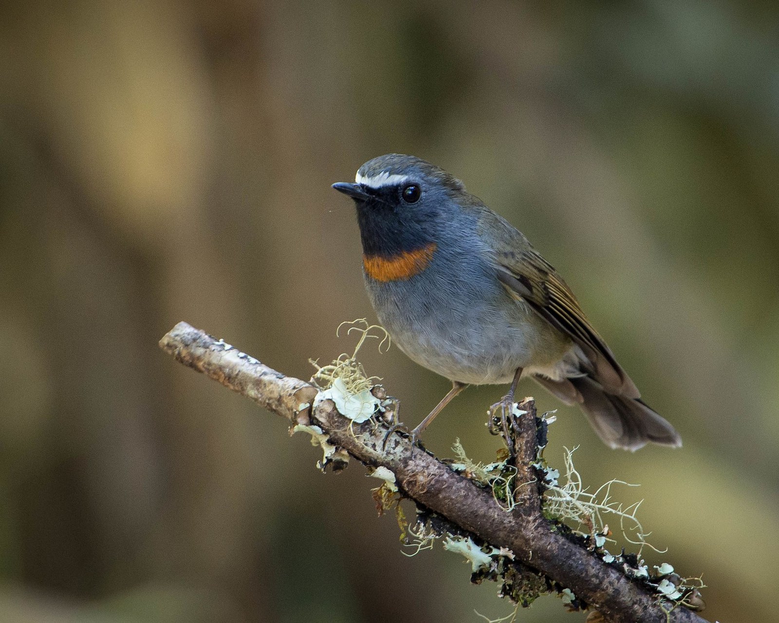 muchárik lesný (Ficedula strophiata)
