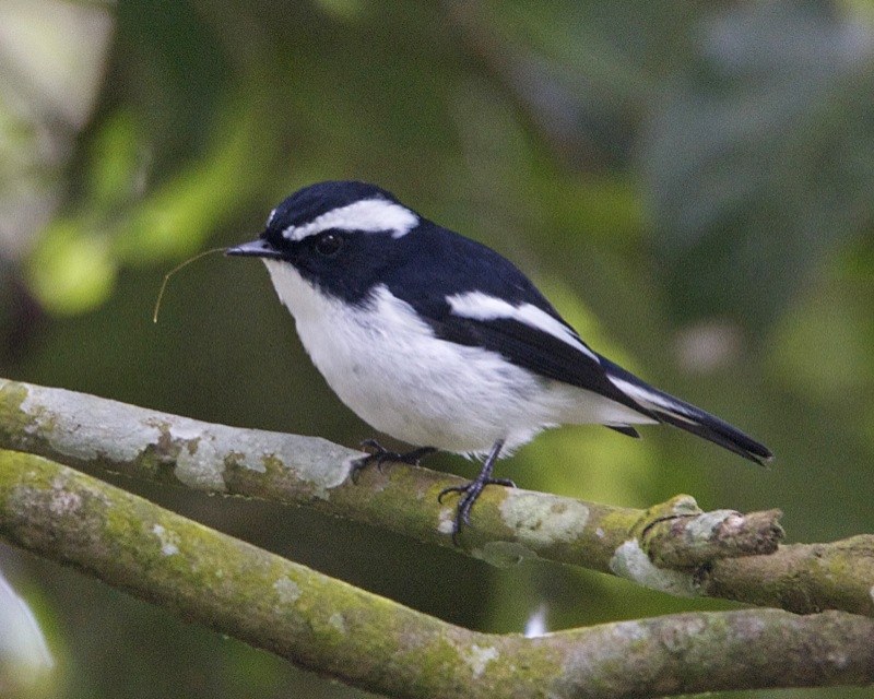 muchárik strakatý (Ficedula westermanni)