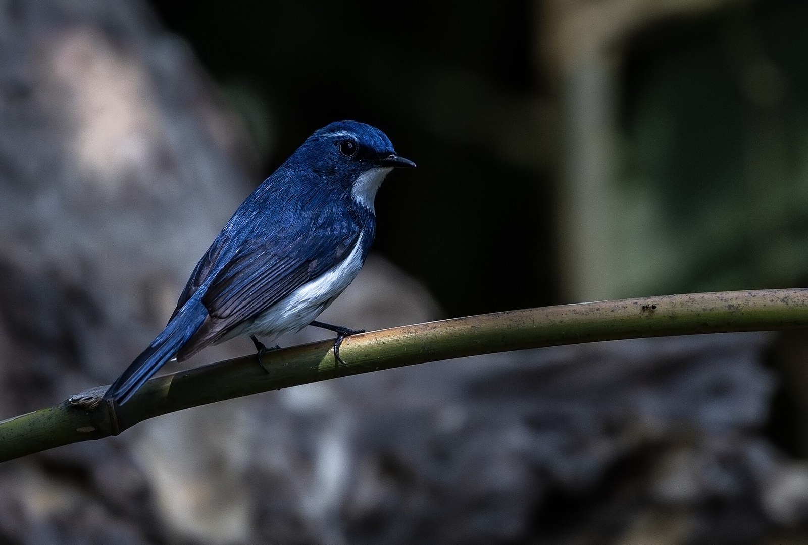 Muchárik ultramarínový (Ficedula superciliaris)