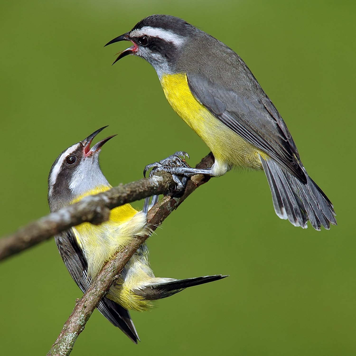 Nektárnik banánový (Coereba flaveola)