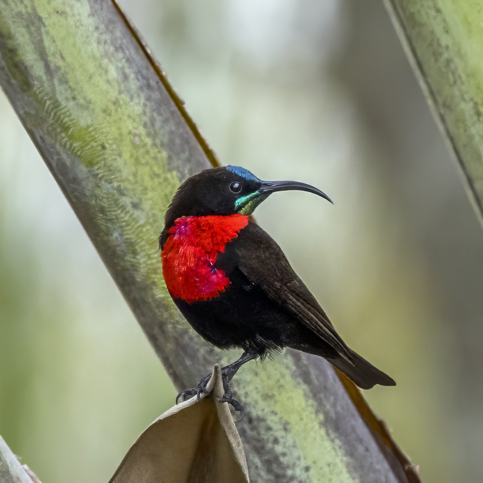 Nektárovka červenoprsá (Chalcomitra senegalensis)