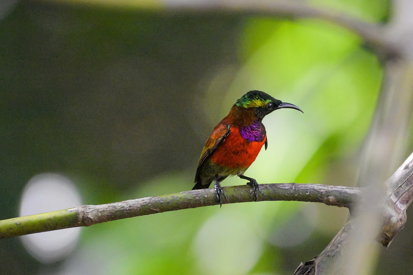Nektárovka hájová (Leptocoma sperata)