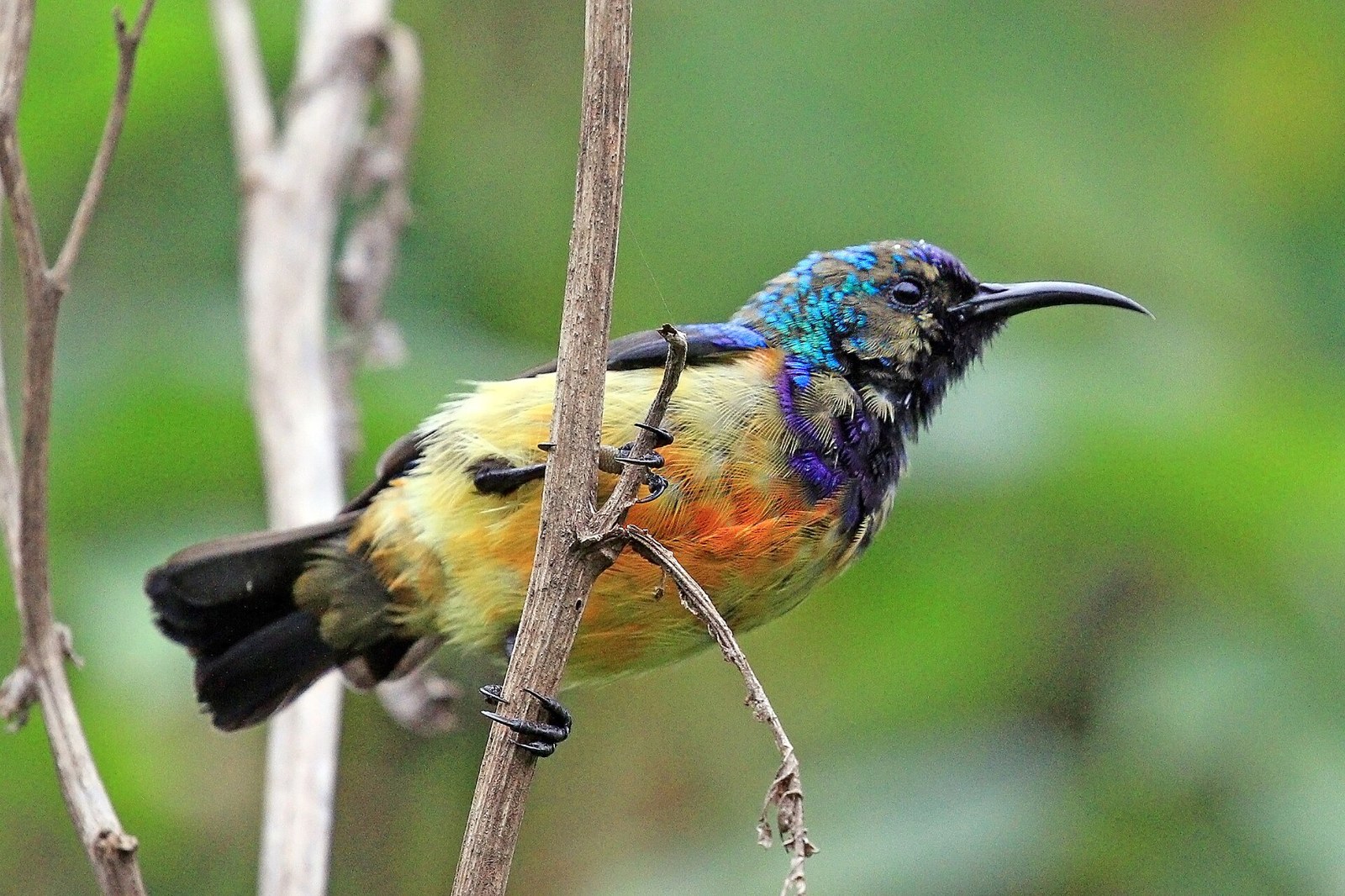 Nektárovka kráľovská (Cinnyris regius)