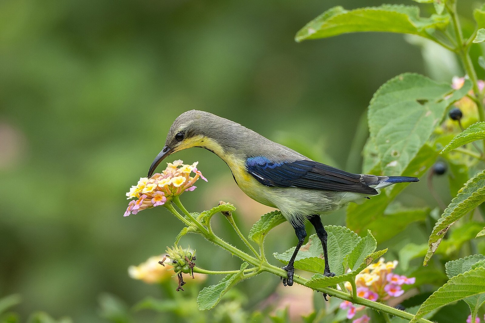 Nektárovka ligotavá (Cinnyris asiaticus)