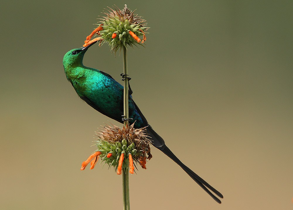 Nektárovka malachitová (Nectarinia famosa)
